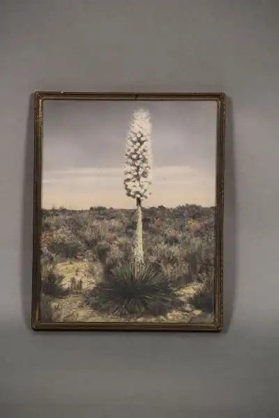 11039. 1920’s Tinted Photograph of Desert Landscape In Original Frame