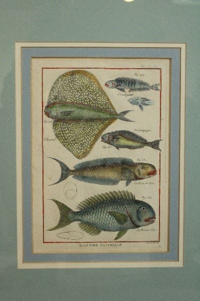 Antique illustration of various fish species.