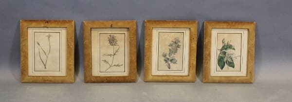 Four framed botanical illustrations on display.