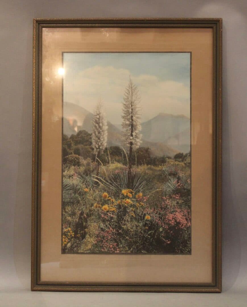 41750. Large Scale 1920’s Hand Tinted Photograph Of Yucca by J M Garrison