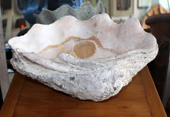 19th Century Giant Clam Shell