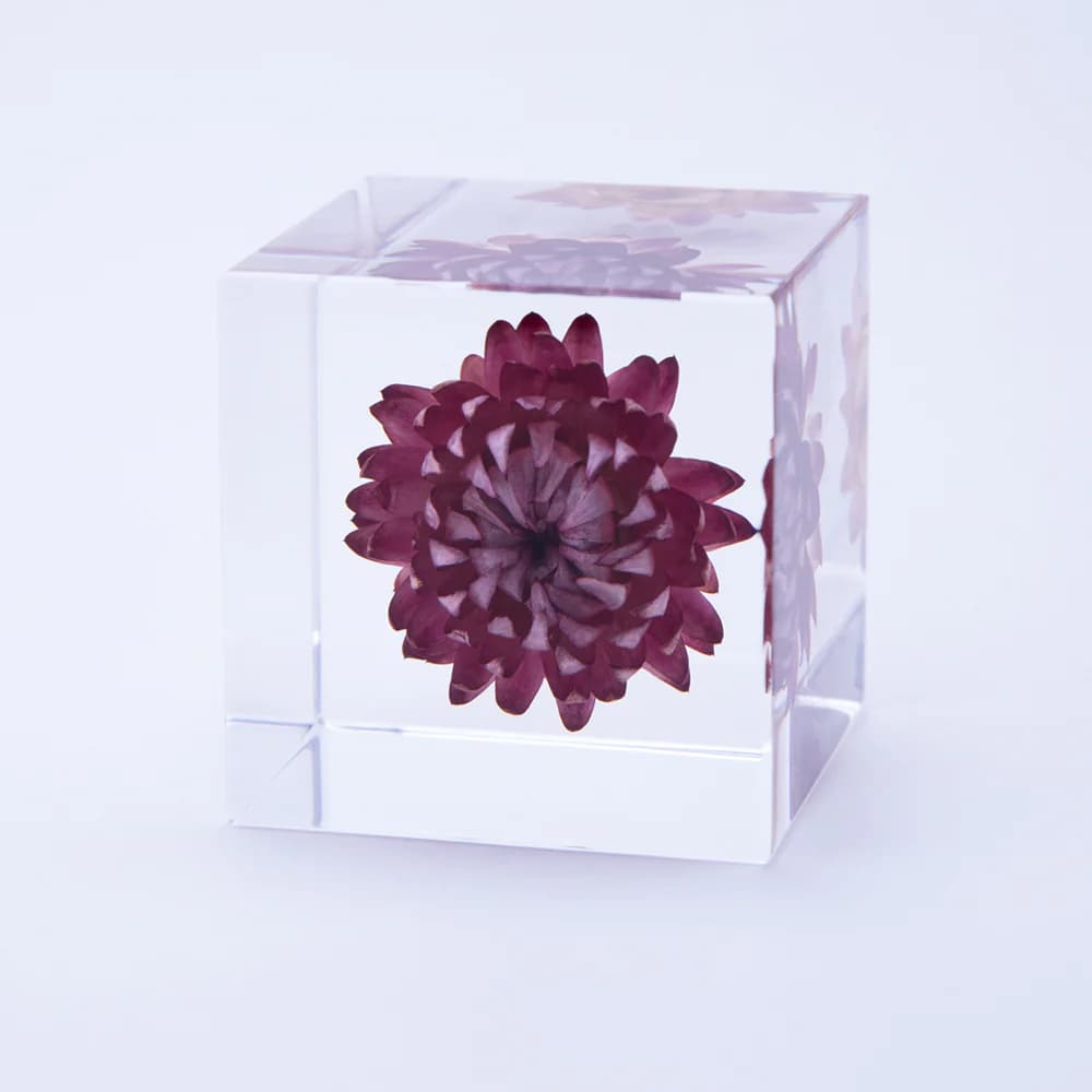 Strawflower Sola Cube